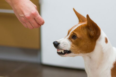 dog training gilbert dog aggression